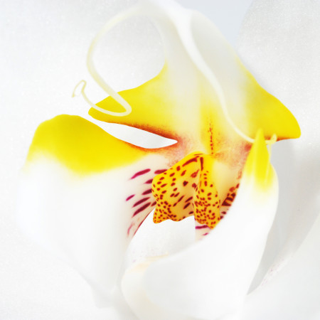 orchidee jaune et blanche