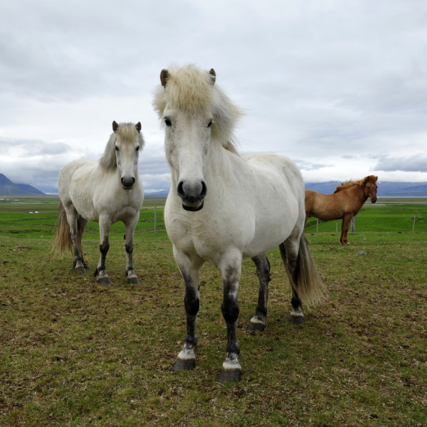 exemple de photo pour un cours photo, chevaux
