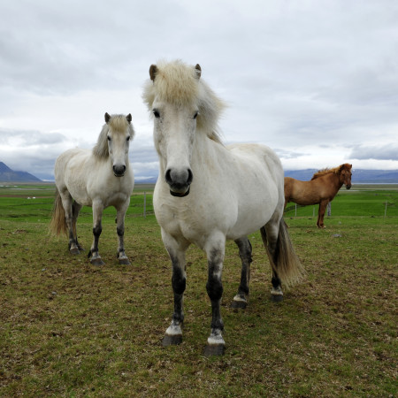 exemple de photo pour un cours photo, chevaux