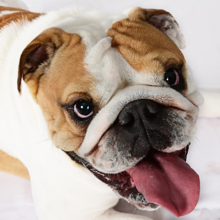 cours photo chien gros plan